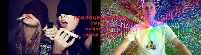 сколько стоит  Кириллов  Галлюциногенные грибы Cubensis 